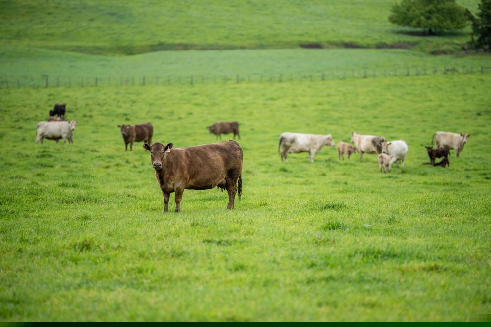 Taste The Difference: Why Free-Range Farming Matters